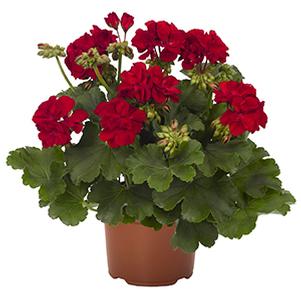 Geranium Hybrid 'Cumbanita Dark Red'