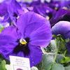 Pansy Viola X Wittrockiana 'Matrix Deep Blue Blotch'