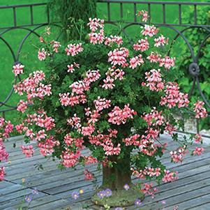 Geranium Ivy pelargonium peltatum 'Ville de Paris Pink'