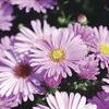 Aster  'Melody'