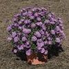 Aster  'Purple Viking'