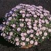 Aster  'Shout'
