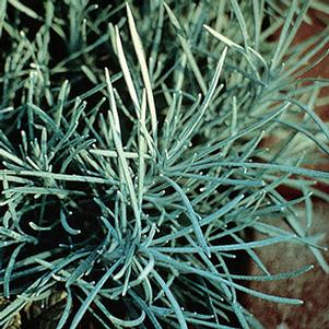 Helichrysum petiolare 'Icicles'