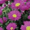 Aster  'Thyra Viking'