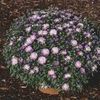 Aster Novi-Belgii 'Twist'