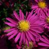Aster Novi-Belgii 'Winston Churchill'