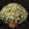 Mum Chrysanthemum X Morifolium 'Tiffany'