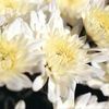 Mum Chrysanthemum X Morifolium 'Helga'