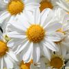 Mum Chrysanthemum X Morifolium 'Vanna'