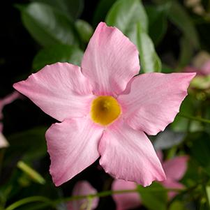 Mandevilla hybrida 'Madinia Maximo Light Pink'