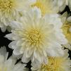 Mum Chrysanthemum X Morifolium 'Wilma'