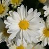 Mum Chrysanthemum X Morifolium 'Frosty Jeanette'