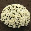 Mum Chrysanthemum X Morifolium 'Brigitte'