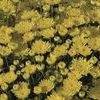 Mum Chrysanthemum X Morifolium 'Brilliant Tiffany'
