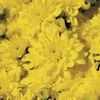 Mum Chrysanthemum X Morifolium 'Diana'