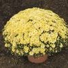 Mum Chrysanthemum X Morifolium 'Sunny Camille'