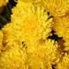 Mum Chrysanthemum X Morifolium 'Lisa'
