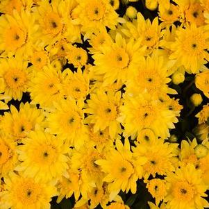 Mum Chrysanthemum X Morifolium 'Monica'