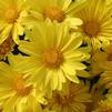 Mum Chrysanthemum X Morifolium 'Hankie'