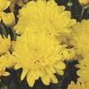 Mum Chrysanthemum X Morifolium 'Erica'