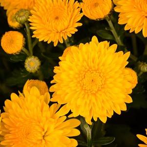 Mum chrysanthemum x morifolium 'Cheryl Sparkling Yellow'