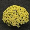 Mum Chrysanthemum X Morifolium 'Bethany'