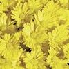 Mum Chrysanthemum X Morifolium 'Sunny Tasha'