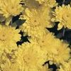 Mum Chrysanthemum X Morifolium 'Sunny Brigitte'