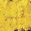 Mum Chrysanthemum X Morifolium 'Sunny Gretchen'