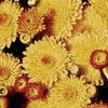 Mum Chrysanthemum X Morifolium 'Golden Andrea'
