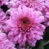 Mum Chrysanthemum X Morifolium 'Symphony'