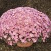 Mum Chrysanthemum X Morifolium 'Cecilia'