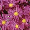 Mum Chrysanthemum X Morifolium 'Priscilla'