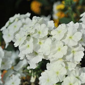 Verbena hybrida 'Empress Flair White'