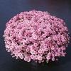 Mum Chrysanthemum X Morifolium 'Mia'