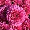 Mum Chrysanthemum X Morifolium 'Barbie'