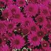 Mum Chrysanthemum X Morifolium 'Beth'
