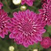 Mum Chrysanthemum X Morifolium 'Darlene'