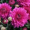 Mum Chrysanthemum X Morifolium 'Rhapsody'