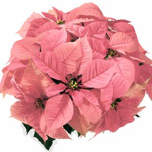 Poinsettia euphorbia pulcherrima 'Christmas Feelings Pink'