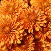 Mum Chrysanthemum X Morifolium 'Hannah'