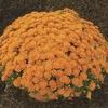 Mum Chrysanthemum X Morifolium 'Gretchen'