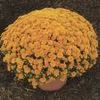Mum Chrysanthemum X Morifolium 'Warm Ursula'