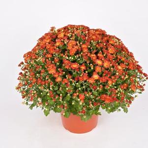 Mum Chrysanthemum X Morifolium 'Dazzling Stacy'
