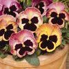 Pansy Viola X Wittrockiana 'Matrix Sunrise'