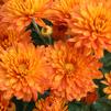 Mum Chrysanthemum X Morifolium 'Olivia'