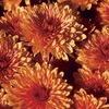 Mum Chrysanthemum X Morifolium 'Andrea'