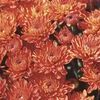 Mum Chrysanthemum X Morifolium 'Flashy Gretchen'