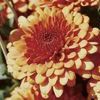 Mum Chrysanthemum X Morifolium 'Jennifer'