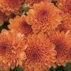 Mum Chrysanthemum X Morifolium 'Ashley'